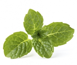 The Benefits of Mint | Focus on Hair